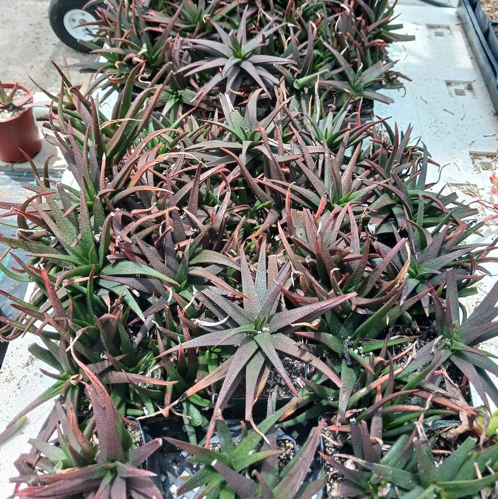 lots of Gasteraloe "Midnight" in 4in pots