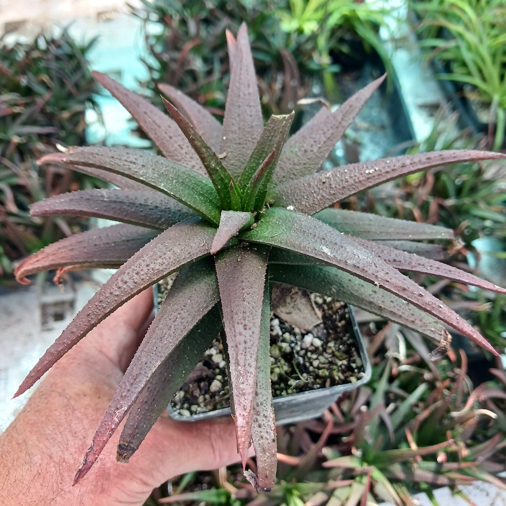 midnight succulent Gasteraloe "Midnight"- 4in