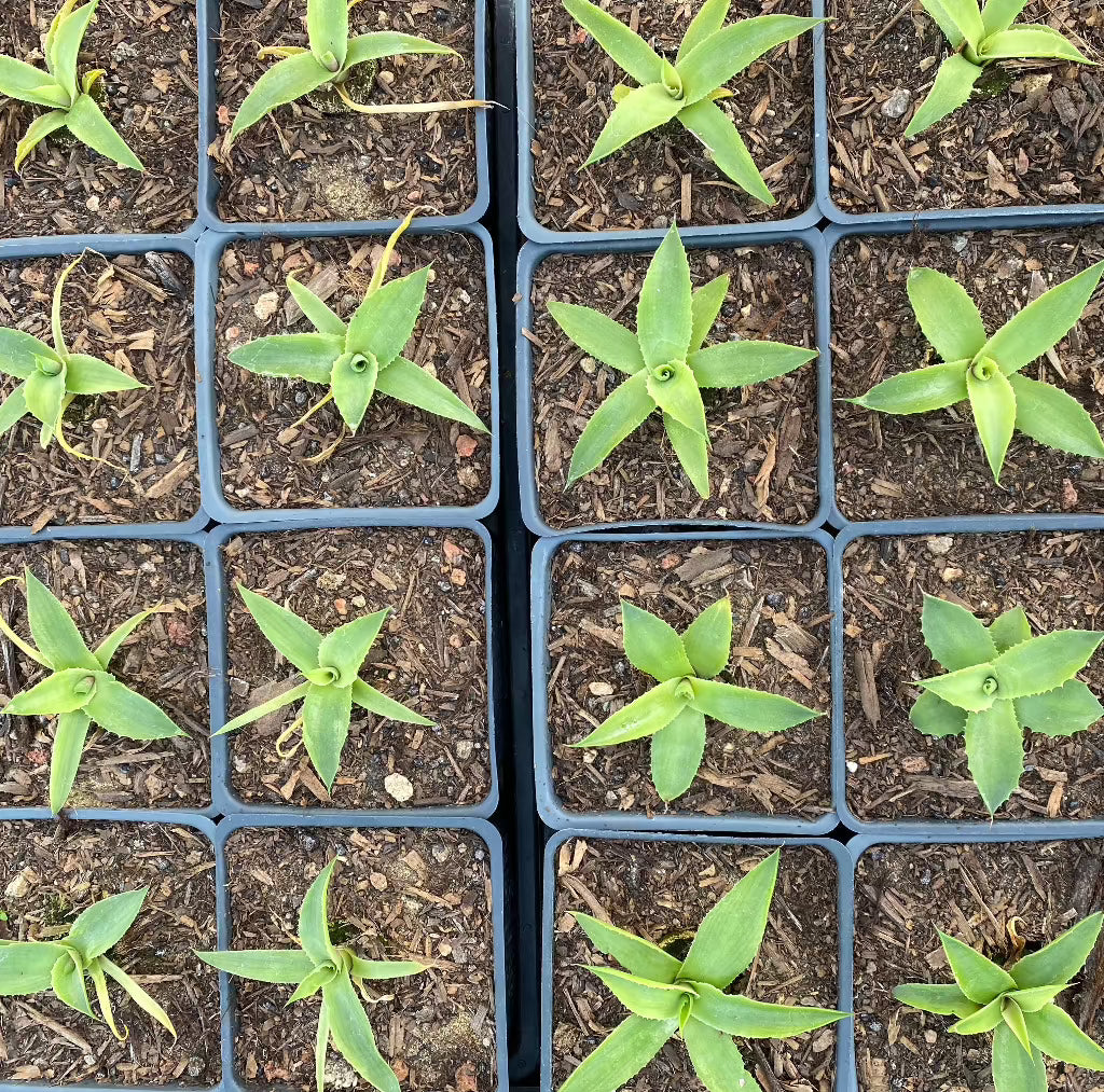 several young Agave Isthmensis in 4in containers