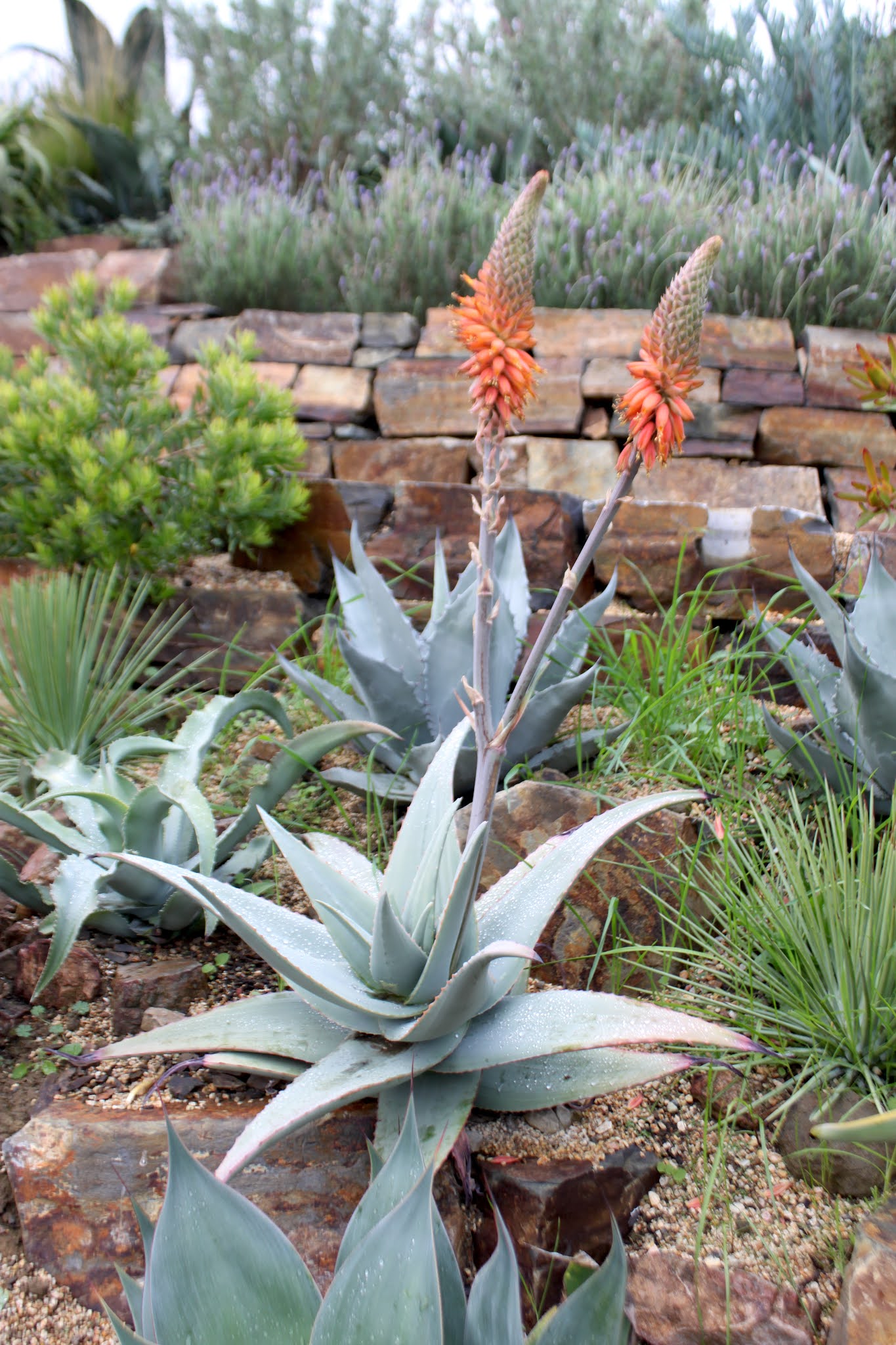 Aloe rubroviolacea mature in landscape