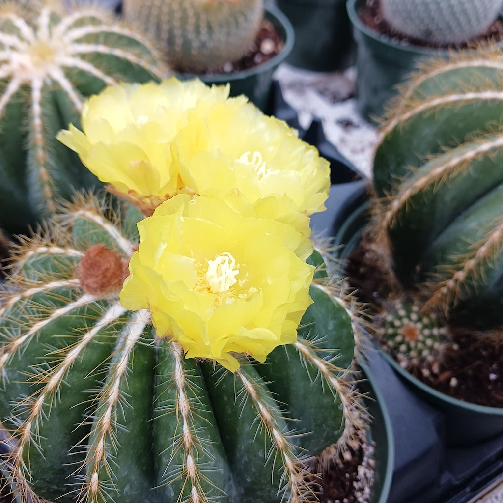 Parodia magnifica flower