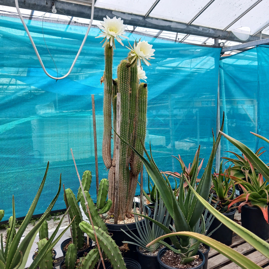 Trichocereus spachianus in bloom
