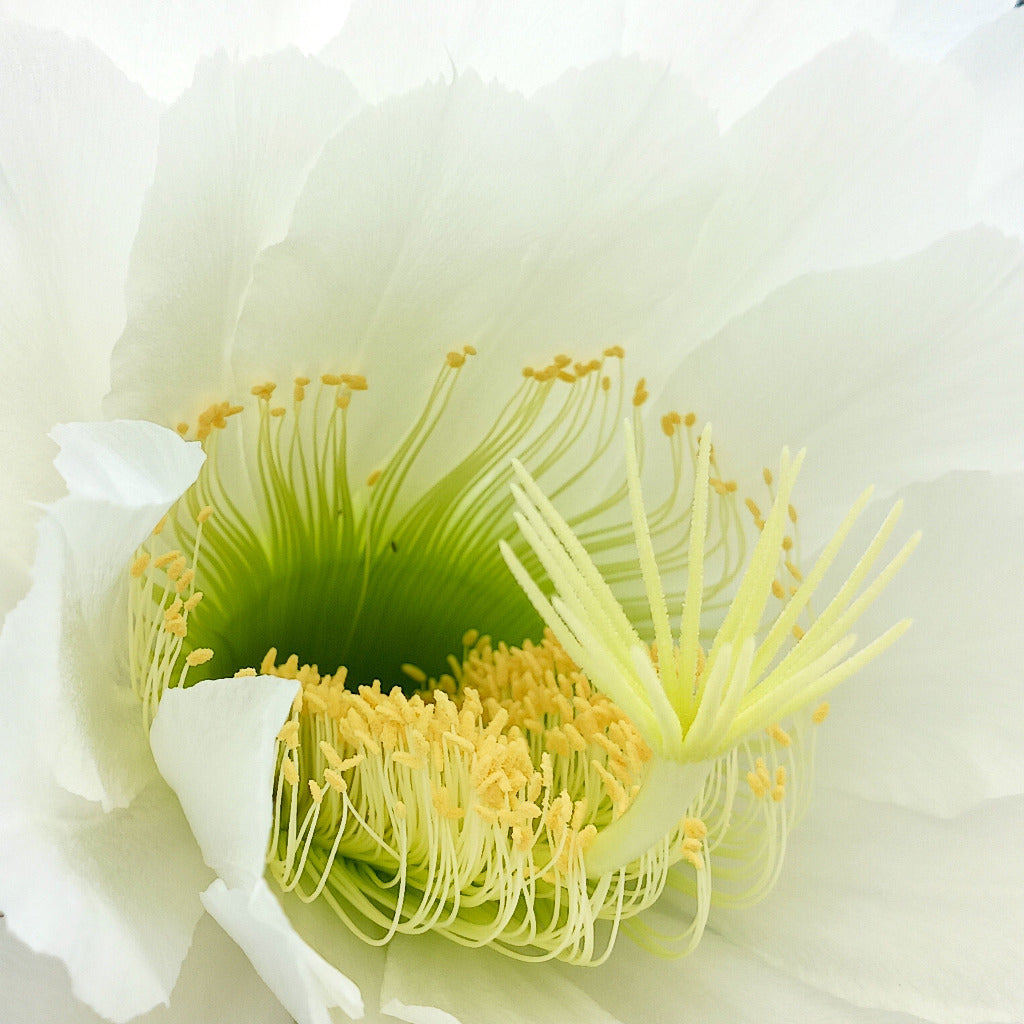 close up view of a Trichocereus spachianus flower