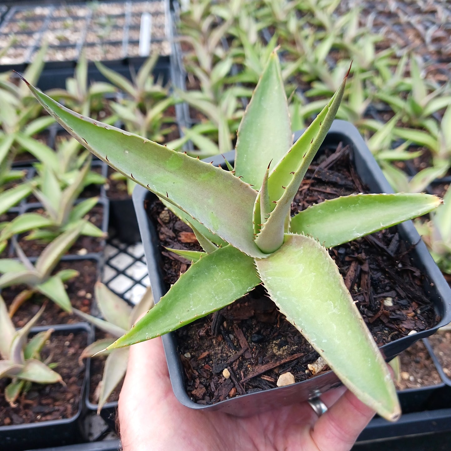 top view of Agave guiengola "Platinum" in 4in nursery pot