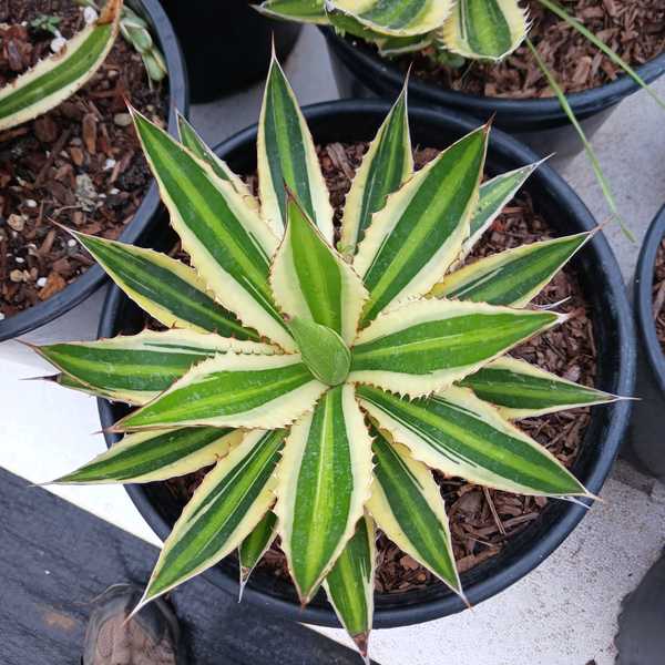 Agave lophantha "Quadricolor" - 4in