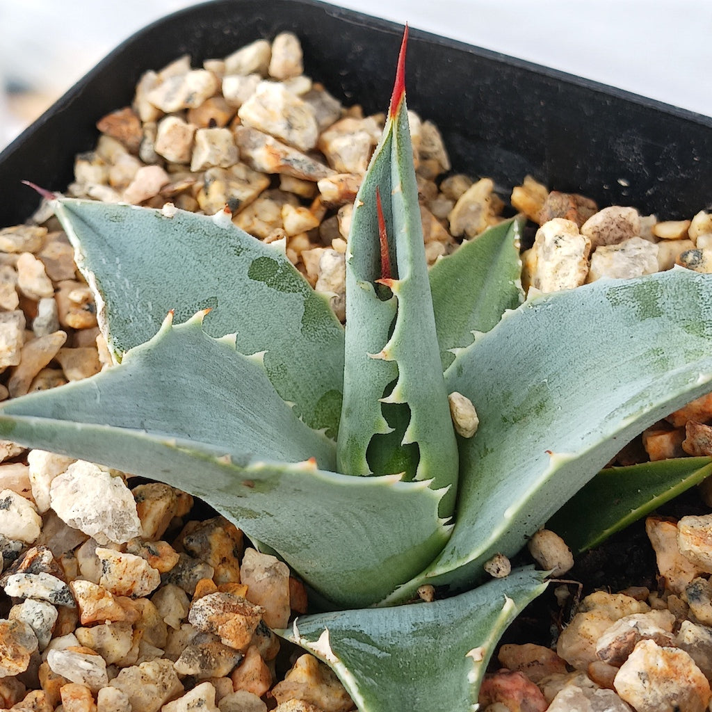 Agave sebastiana in 4in container
