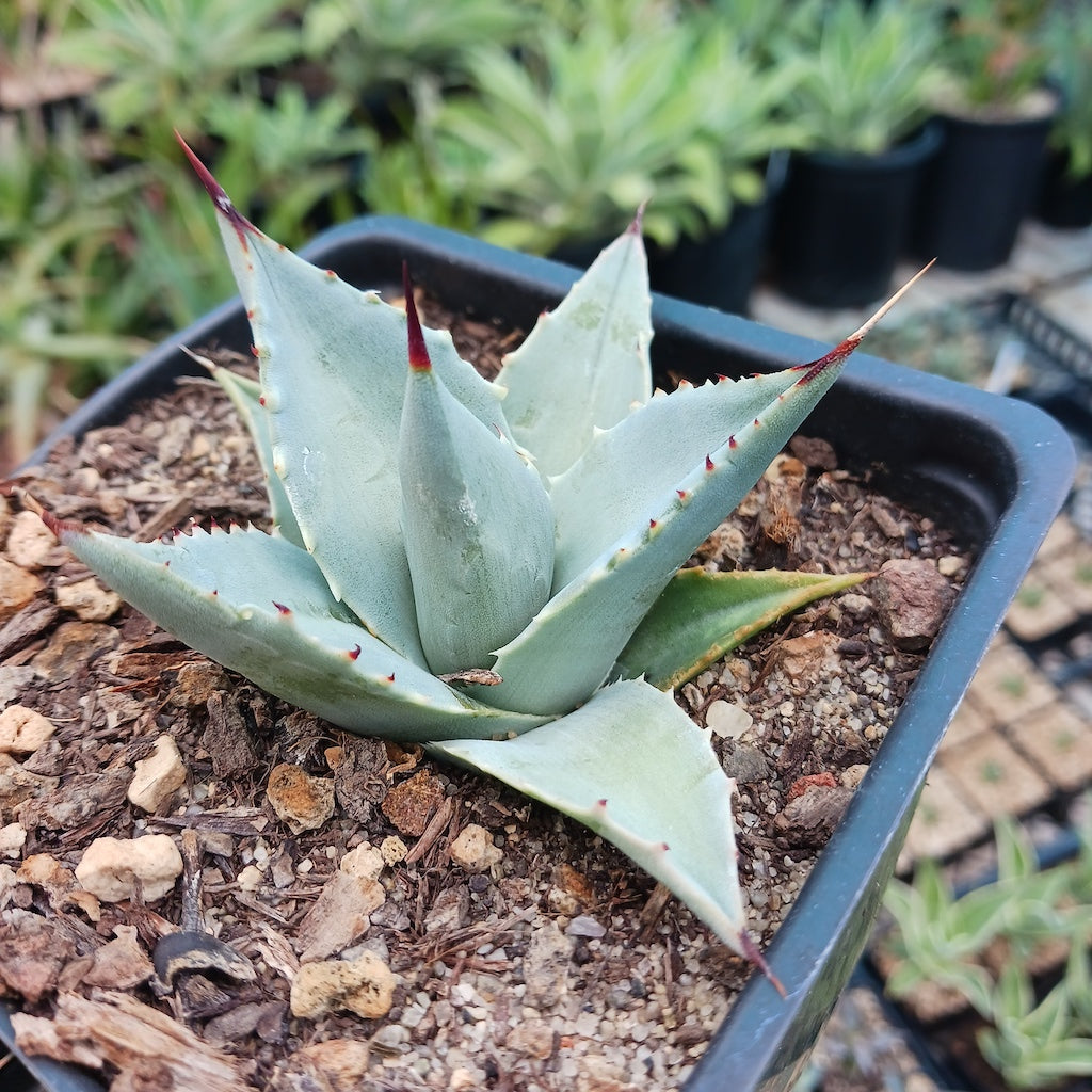 Agave sebastiana in 4in container