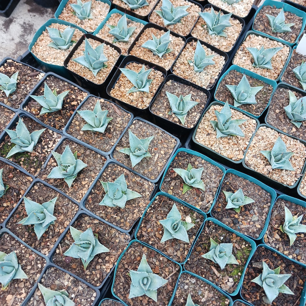 mutliple Agave sebastiana in 4in containers