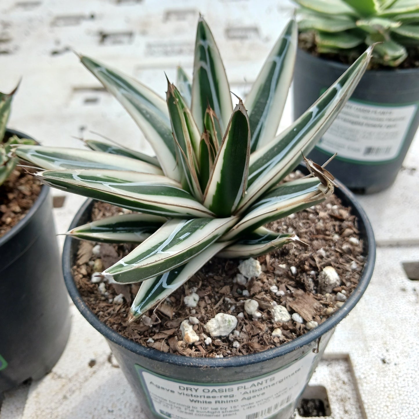 Agave victoriae-reginae "Albomarginata" - 5in