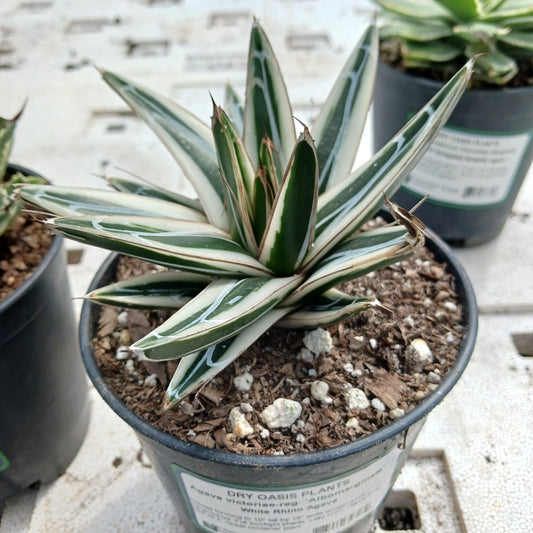 Agave victoriae-reginae "Albomarginata" - 5in