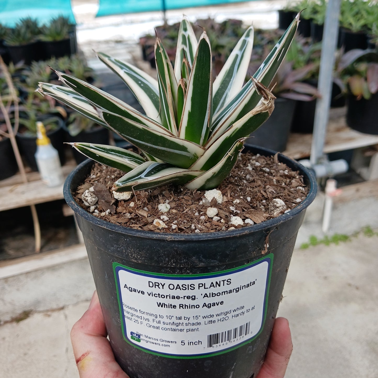 Agave victoriae-reginae "Albomarginata" - 5in
