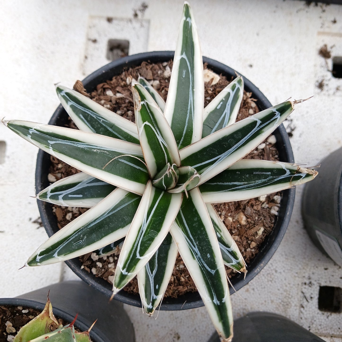 Agave victoriae-reginae "Albomarginata" - 5in