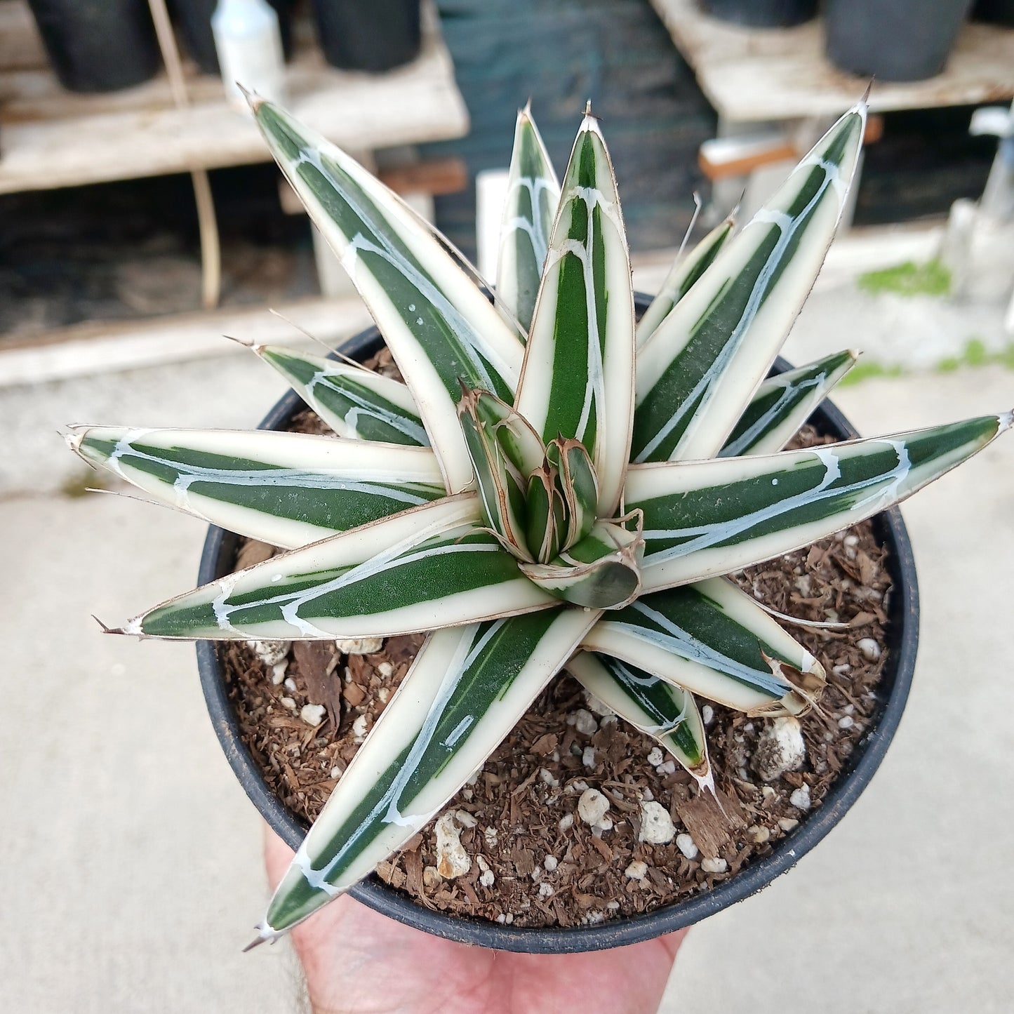 Agave victoriae-reginae "Albomarginata" - 5in