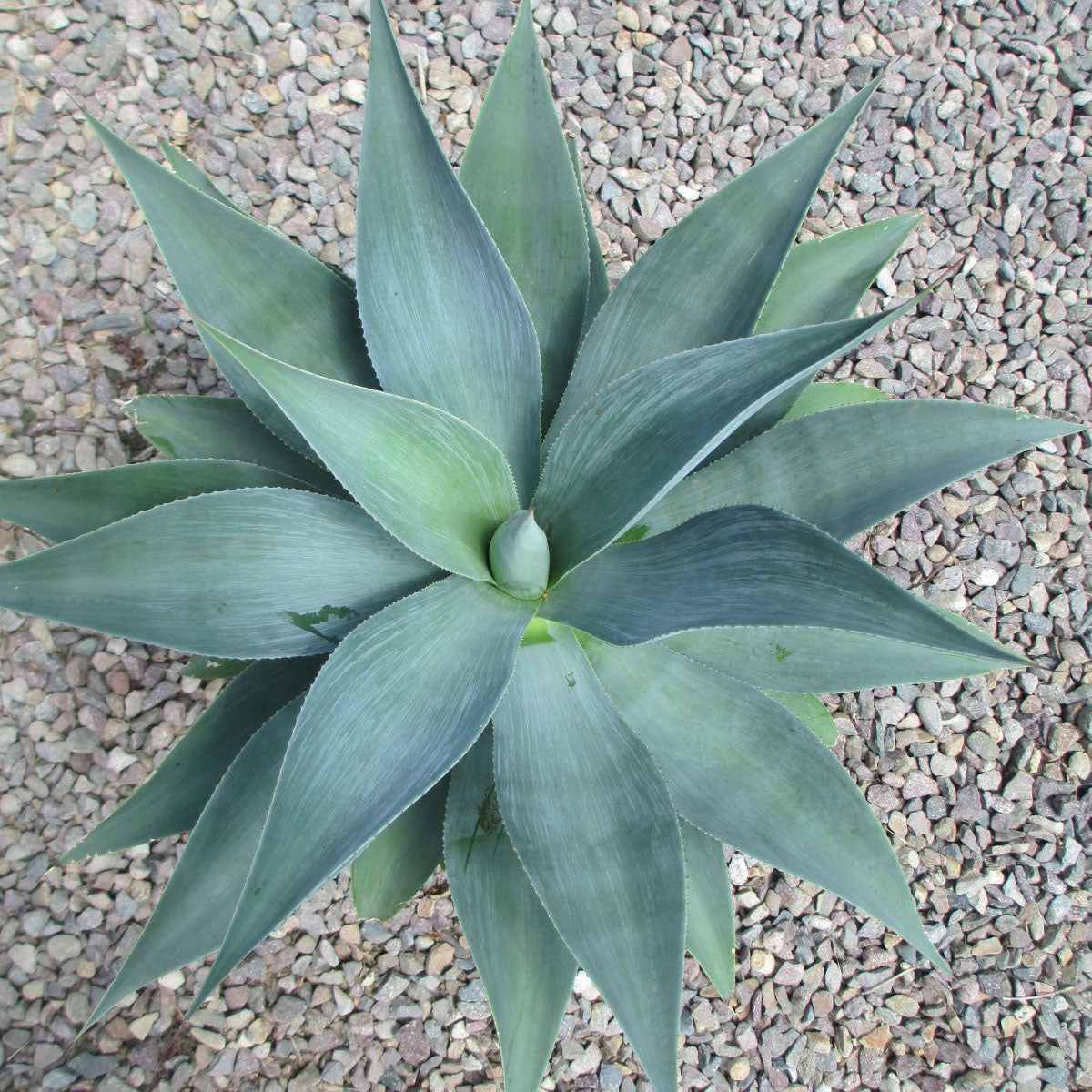 Agave celsii albicans x attenuata "Blue Haze"