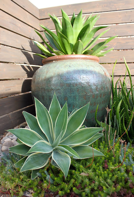 agave attenuata "ray of light" planted in the ground