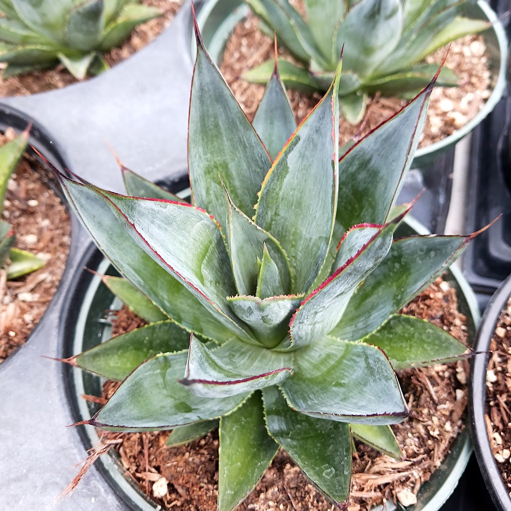 Agave "Blue Glow" - 6in