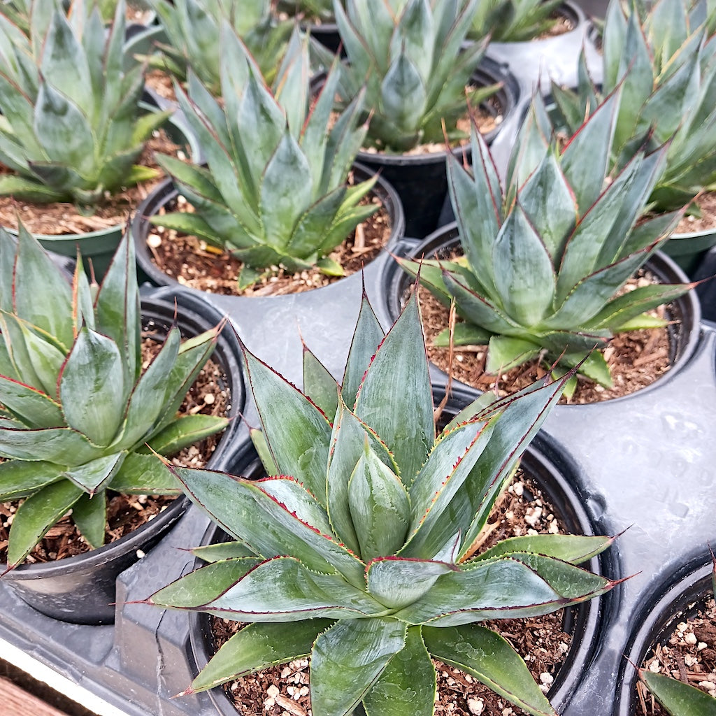 Agave "Blue Glow" - 6in