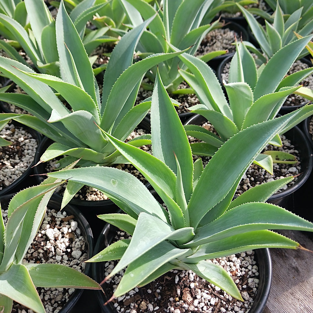 Agave celsii albicans x attenuata 