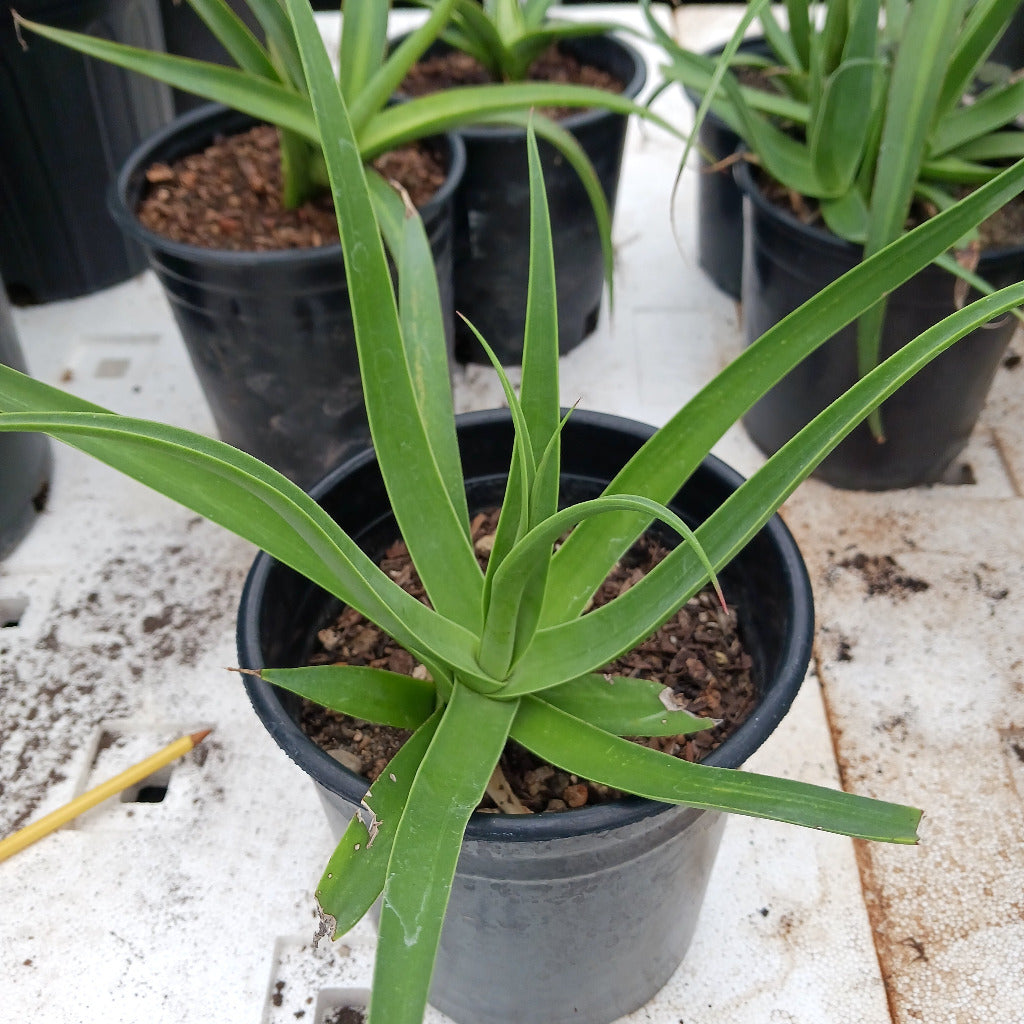 agave bracteosa