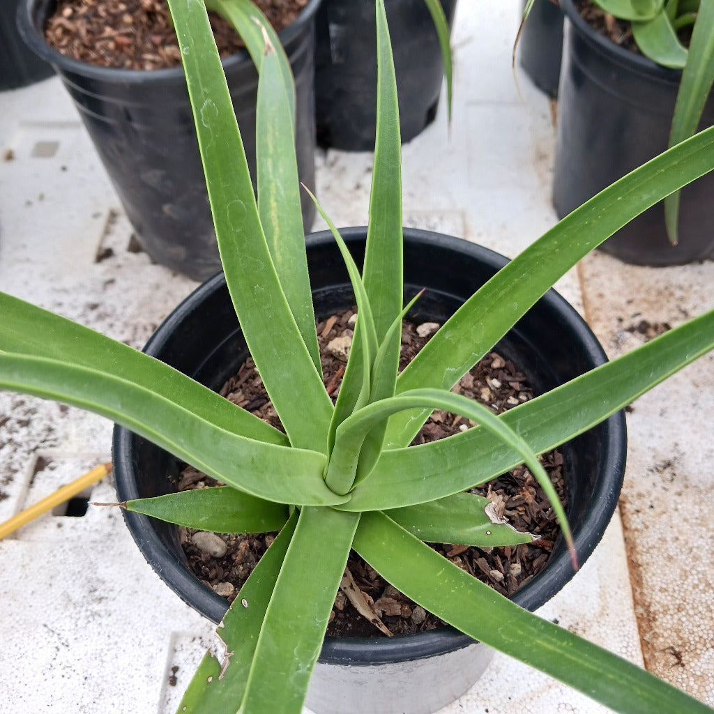 agave bracteosa