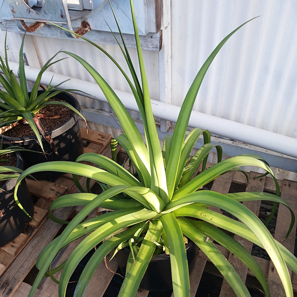 Agave bracteosa 'mateo' in 10ga pot