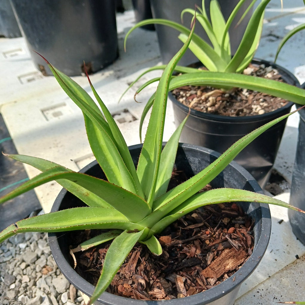 Agave bracteosa "Mateo"