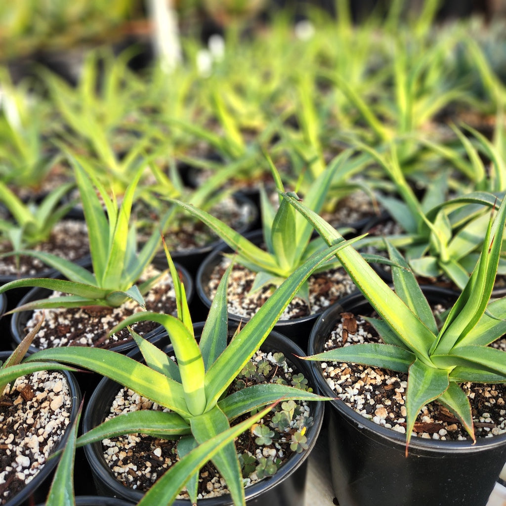 Agave bracteosa "Mateo"