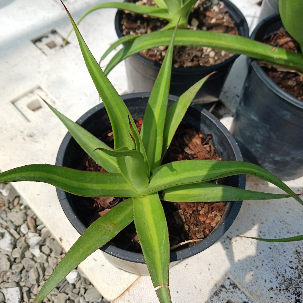Agave bracteosa "Mateo"