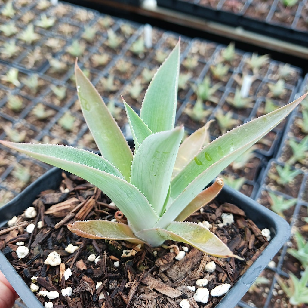 Agave celsii albicans x attenuata "Blue Haze"