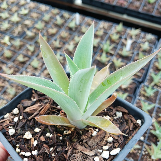 Agave celsii albicans x attenuata "Blue Haze"