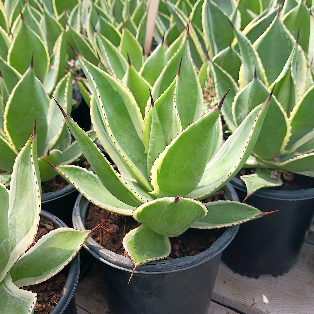 Agave celsii "Multicolor"