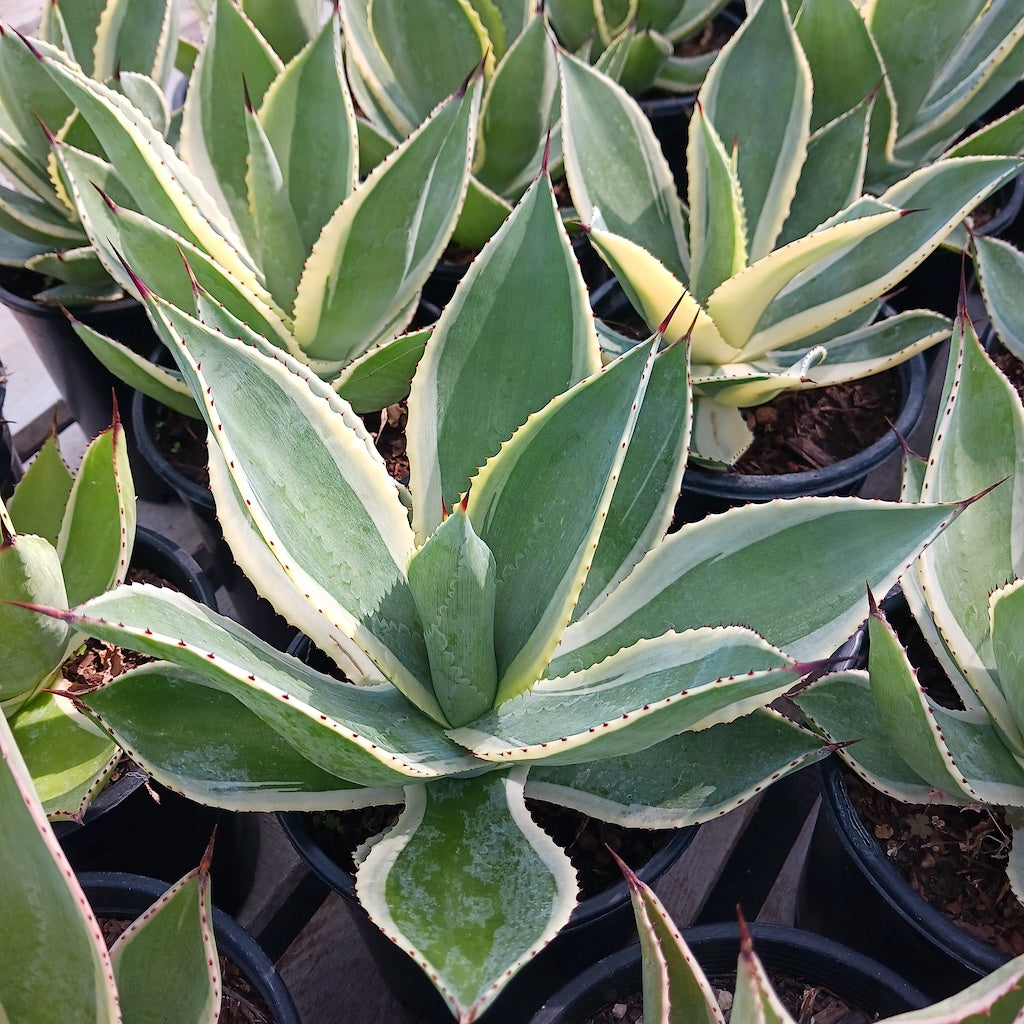 Several Agave celsii "Multicolor" in 1ga containers