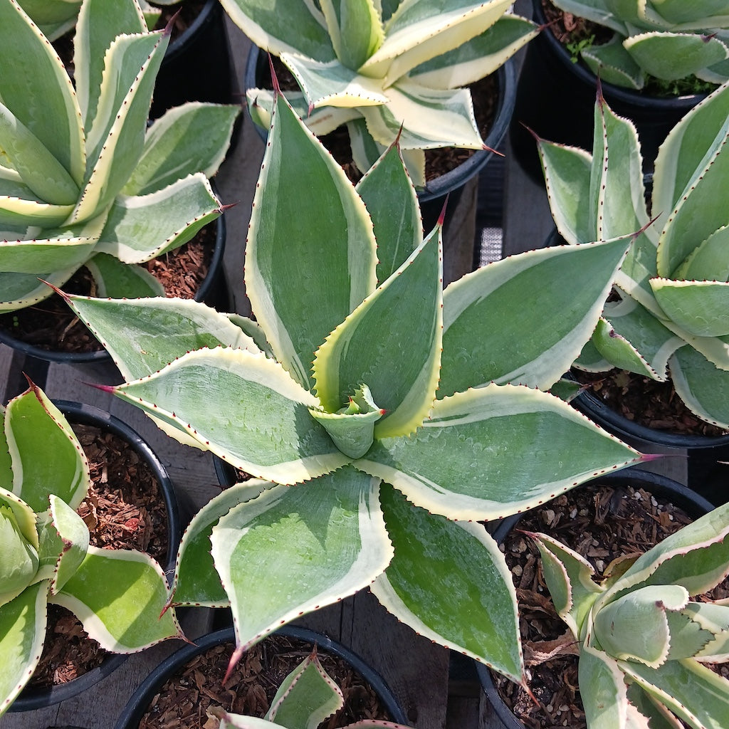 Several Agave celsii "Multicolor"  in 1ga containers