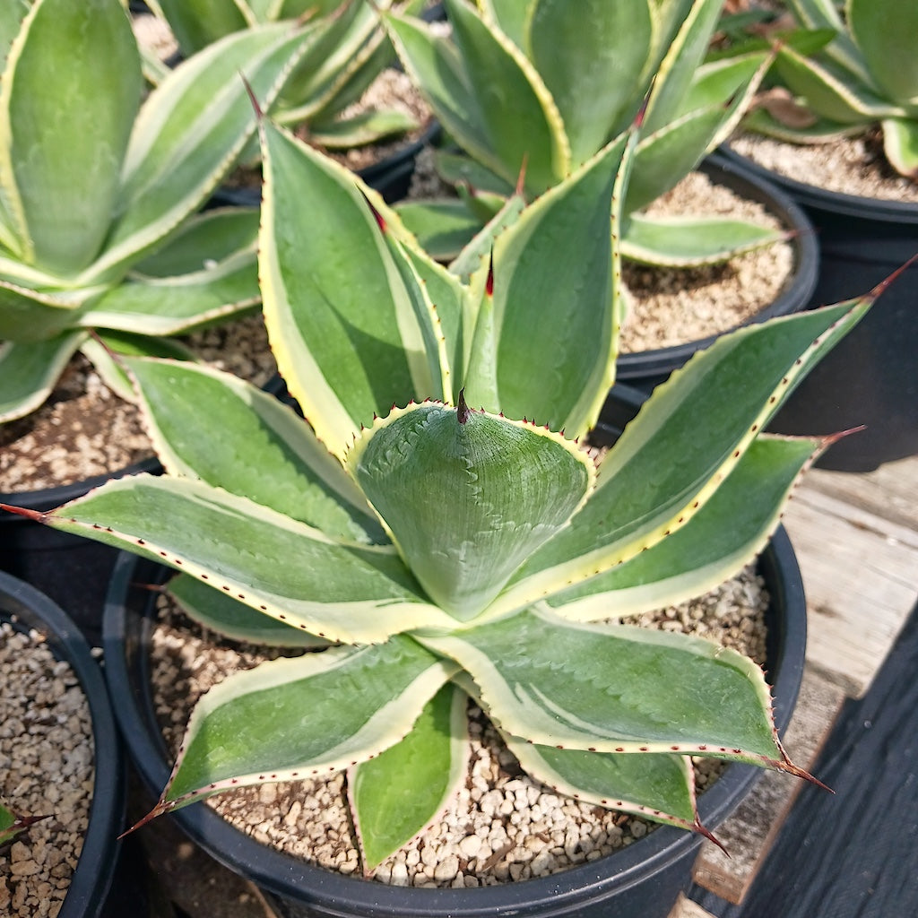 Agave celsii "Multicolor" - 3ga