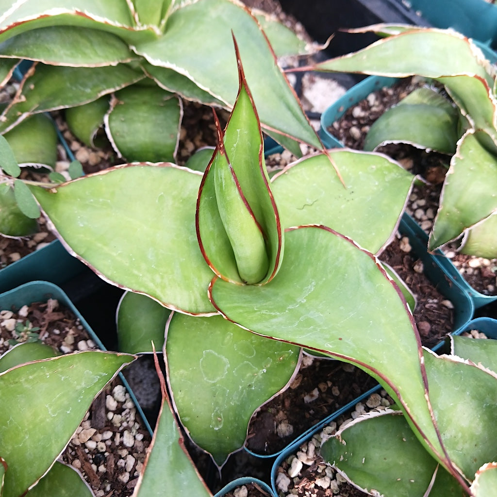 Agave chazaroi