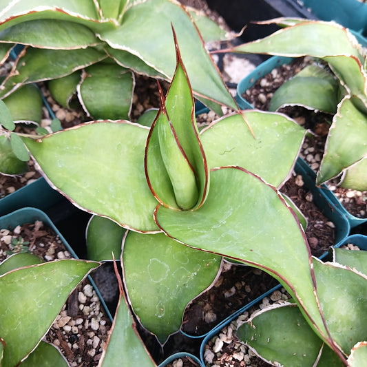 Agave chazaroi