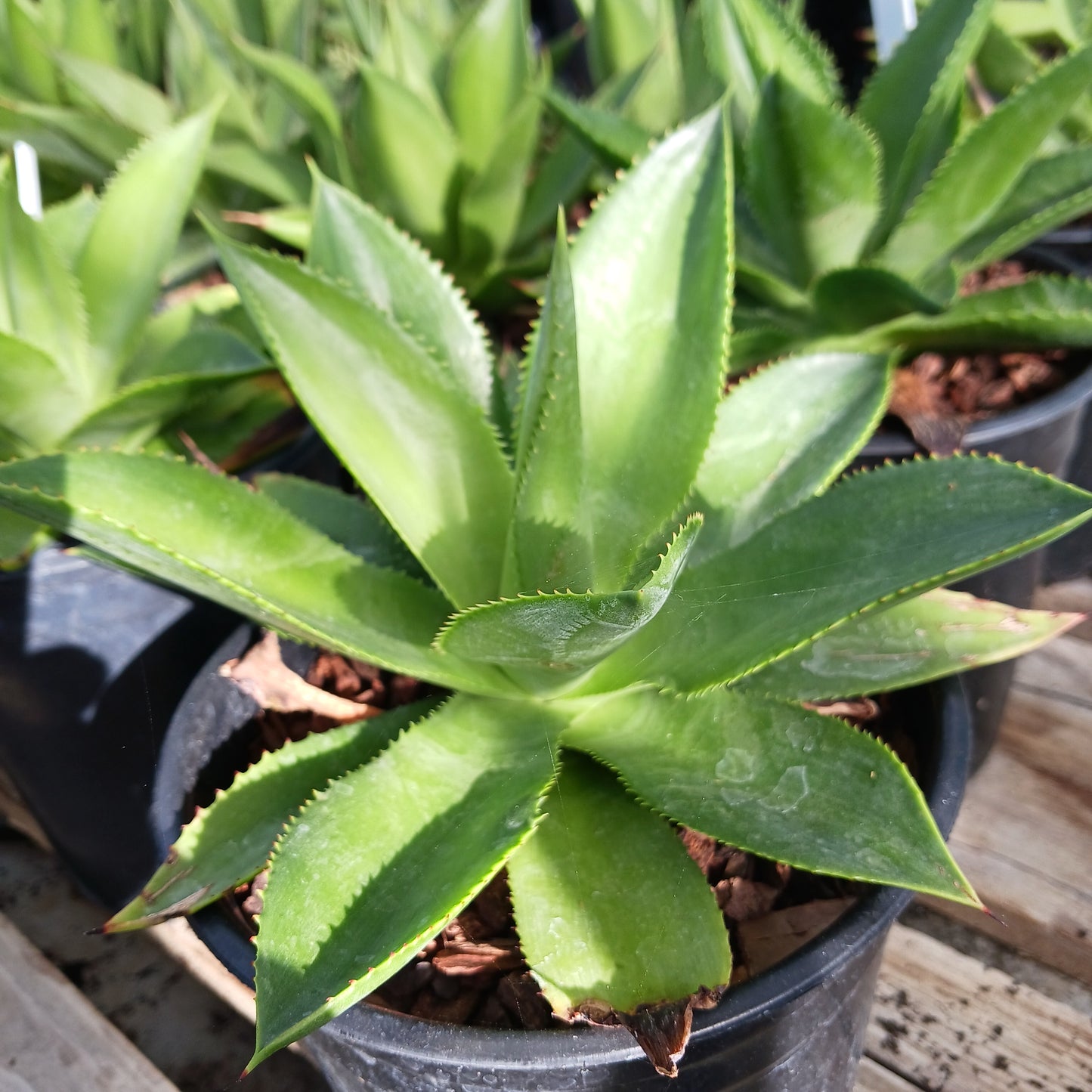 Agave chiapensis - 1ga