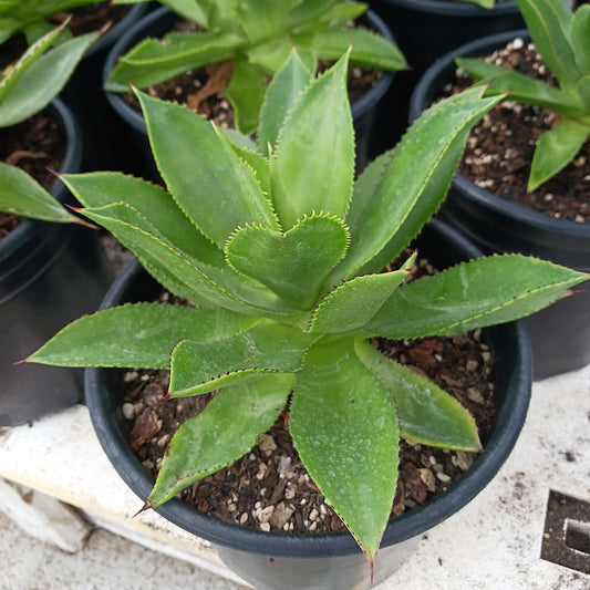 Agave chiapensis in 2ga container
