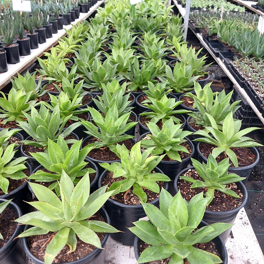 Lots of Agave chiapensis in 2ga containers