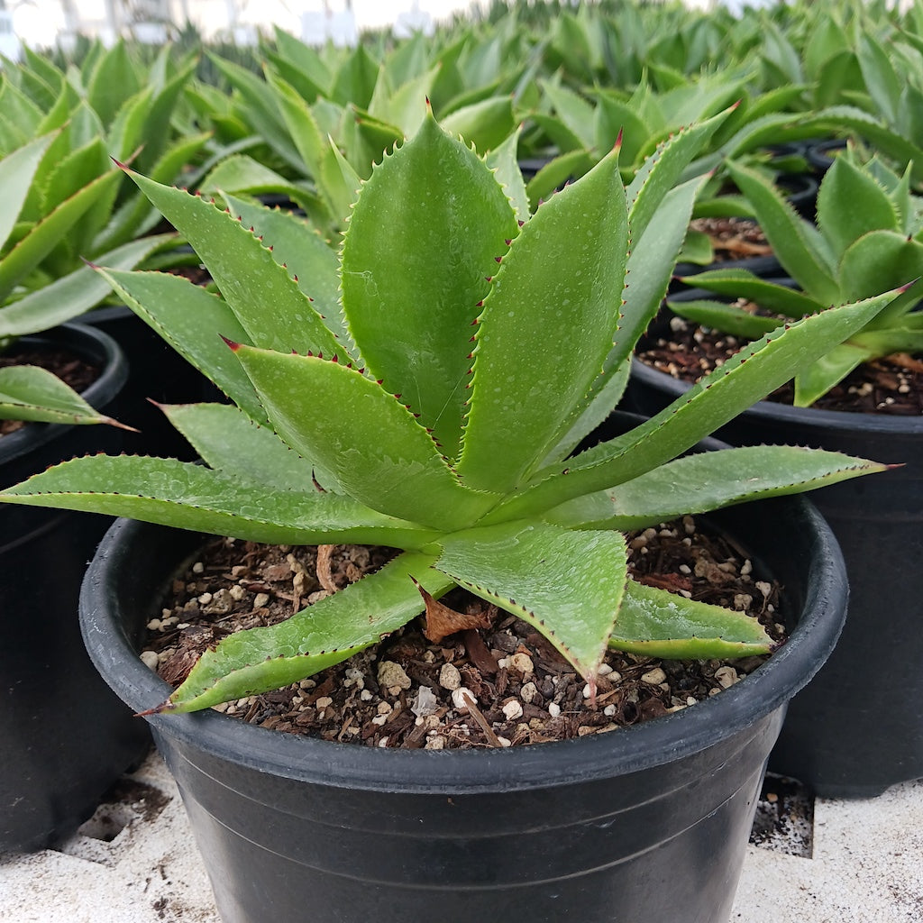 Agave chiapensis in 2ga container