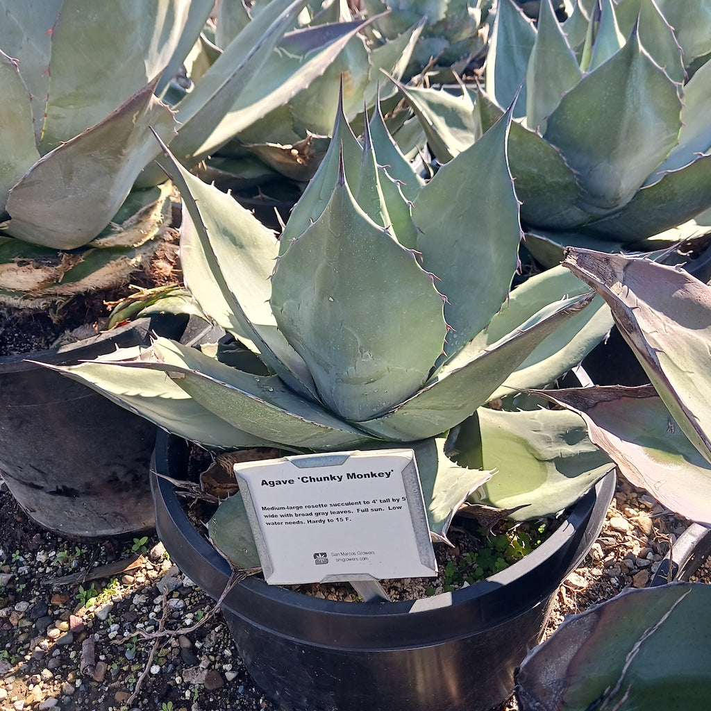 Agave "Chunky Monkey"