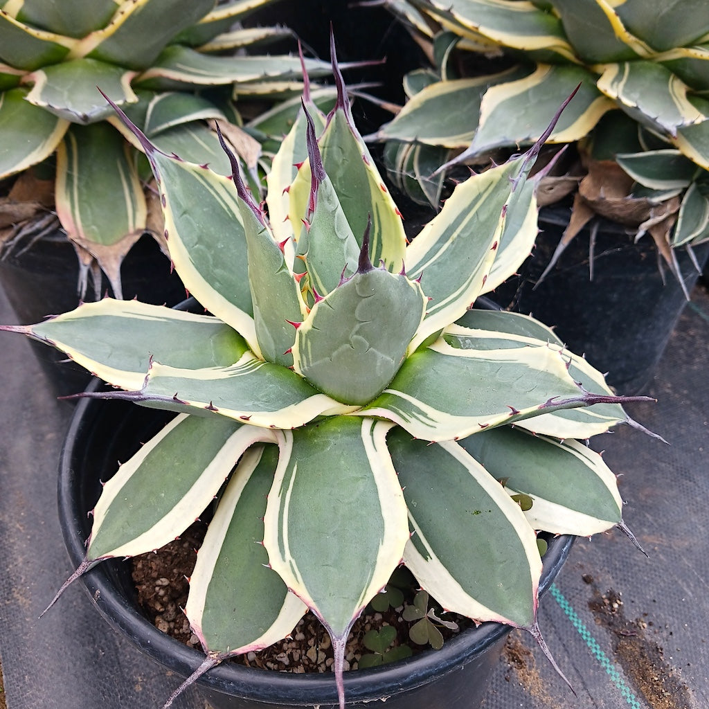 ✨️サンメリのAgave【憧れの✨️ピンキー✨️】 Agave 