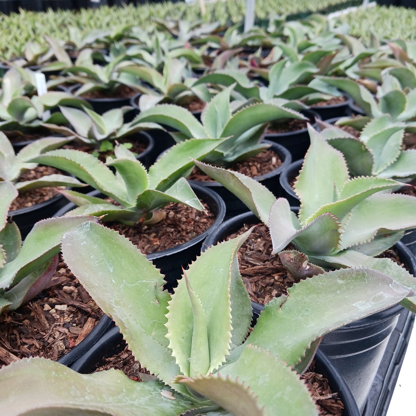 Agave gypsophila "Curly" - 1ga