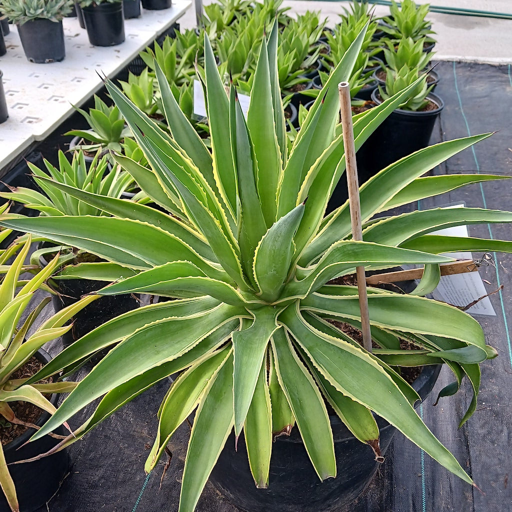 agave desmetiana in large pot