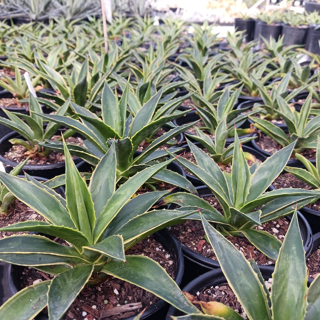 Many Agave desmetiana variegated - 1ga