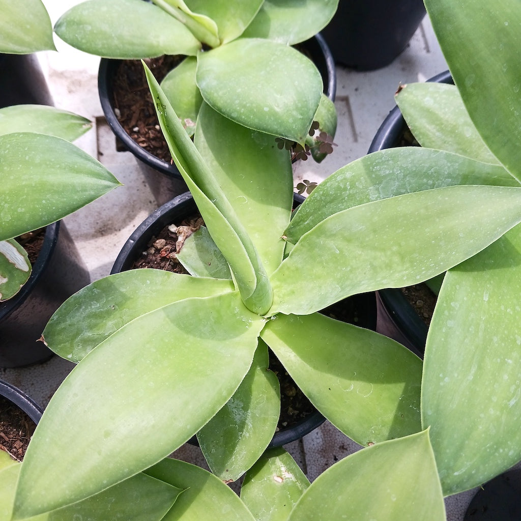 Agave ellemeetiana "Satina"