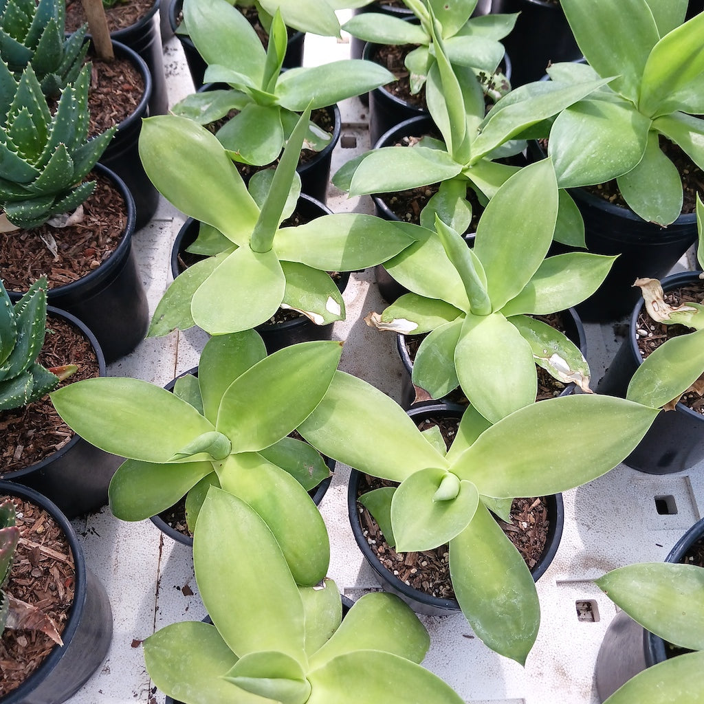 Agave ellemeetiana "Satina"