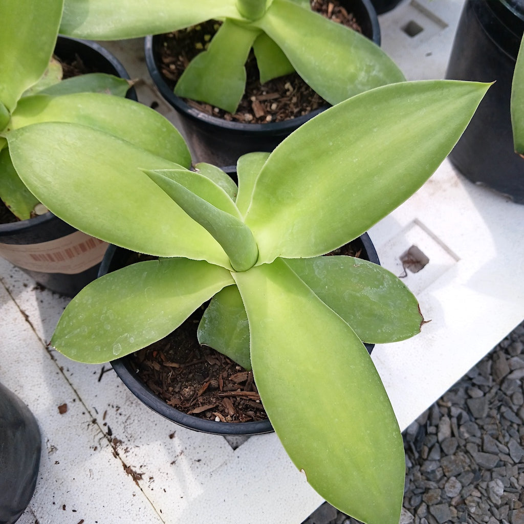 Agave ellemeetiana "Satina"