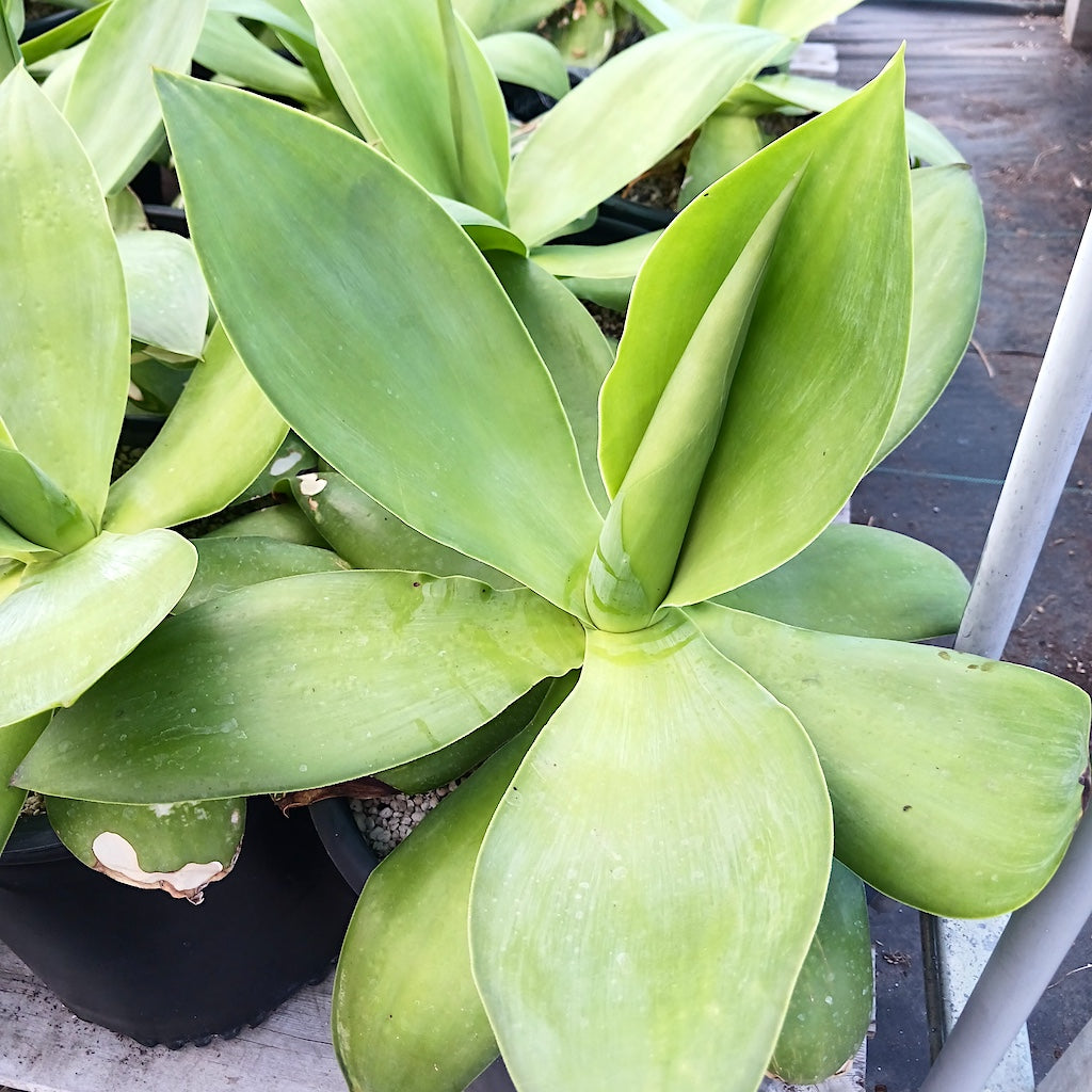 Agave ellemeetiana "Satina" - 5ga