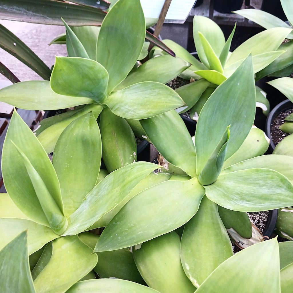 Agave ellemeetiana "Satina" - 5ga